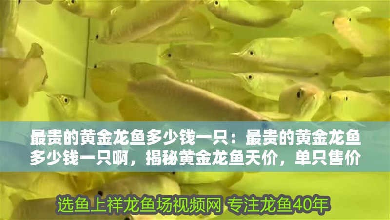 最貴的黃金龍魚多少錢一只：最貴的黃金龍魚多少錢一只啊，揭秘黃金龍魚天價，單只售價究竟幾何？ 最貴的黃金龍魚多少錢一只：最貴的黃金龍魚多少錢一只啊，揭秘黃金龍魚天價，單只售價究竟幾何？ 水族問答