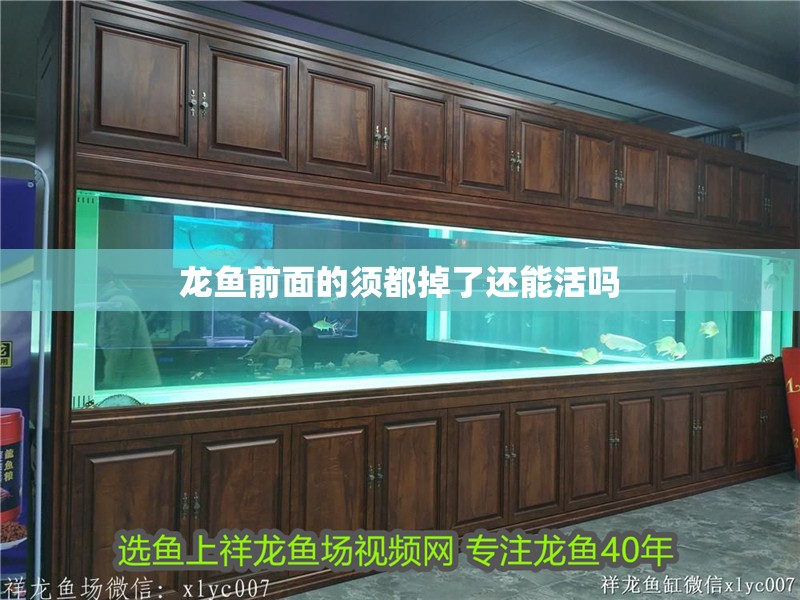 龍魚前面的須都掉了還能活嗎