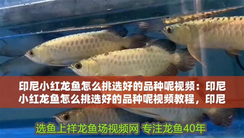 印尼小紅龍魚怎么挑選好的品種呢視頻：印尼小紅龍魚怎么挑選好的品種呢視頻教程，印尼小紅龍魚優(yōu)質(zhì)品種挑選指南與