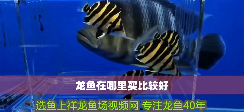 龍魚在哪里買比較好