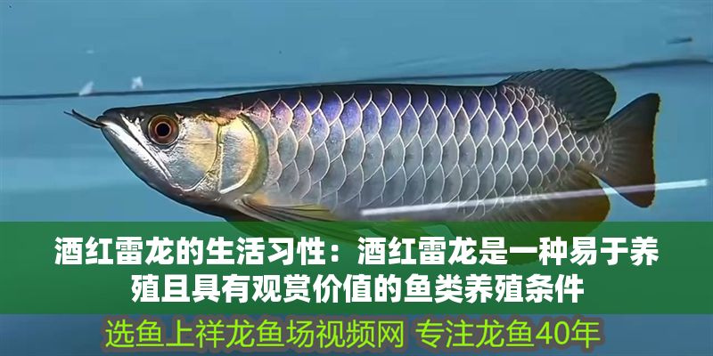 酒紅雷龍的生活習(xí)性：酒紅雷龍是一種易于養(yǎng)殖且具有觀賞價(jià)值的魚(yú)類養(yǎng)殖條件