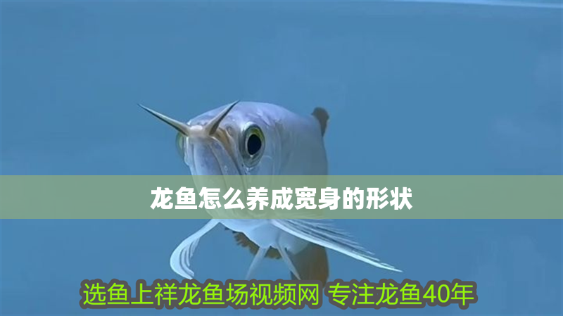 龍魚怎么養(yǎng)成寬身的形狀