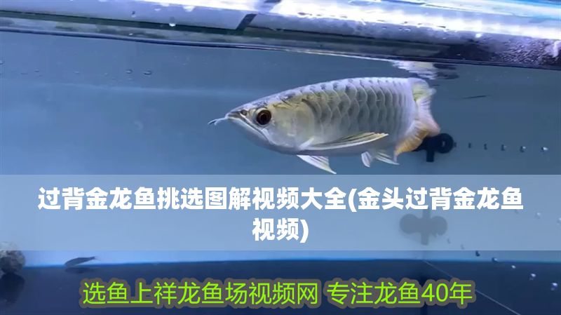 過背金龍魚挑選圖解視頻大全(金頭過背金龍魚視頻)