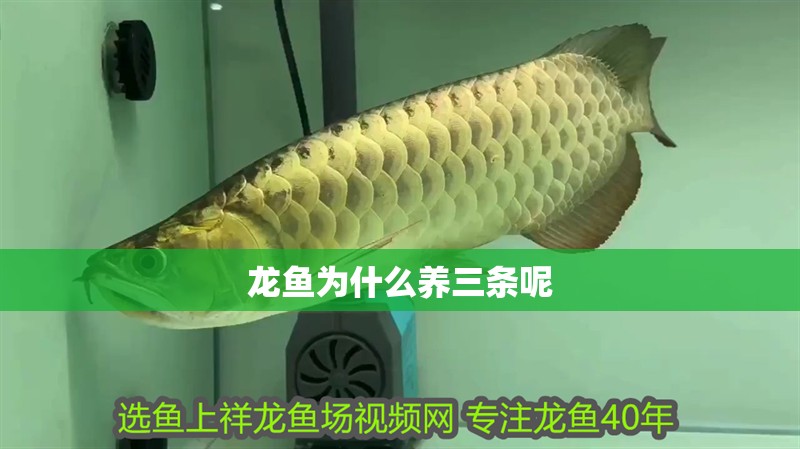 龍魚為什么養(yǎng)三條呢