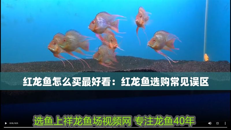 紅龍魚(yú)怎么買最好看：紅龍魚(yú)選購(gòu)常見(jiàn)誤區(qū)
