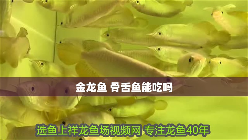 金龍魚 骨舌魚能吃嗎