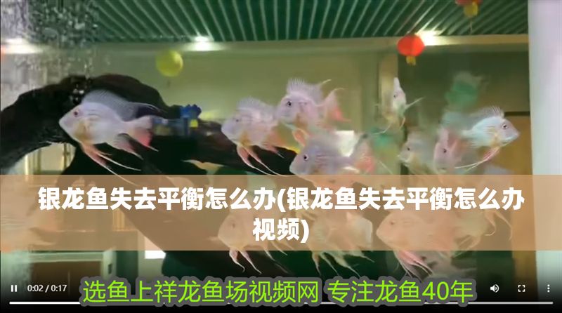 銀龍魚失去平衡怎么辦(銀龍魚失去平衡怎么辦視頻)