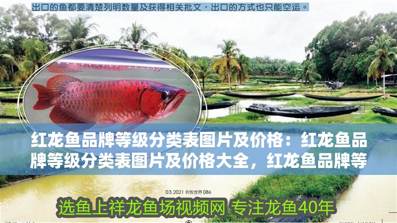 紅龍魚品牌等級分類表圖片及價格：紅龍魚品牌等級分類表圖片及價格大全，紅龍魚品牌等級分類全解析，高清圖片與詳細價格