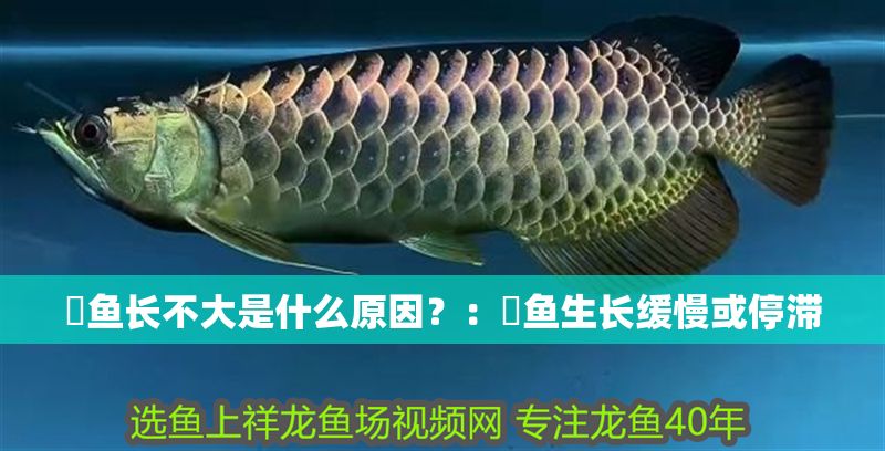 魟魚長不大是什么原因？：魟魚生長緩慢或停滯