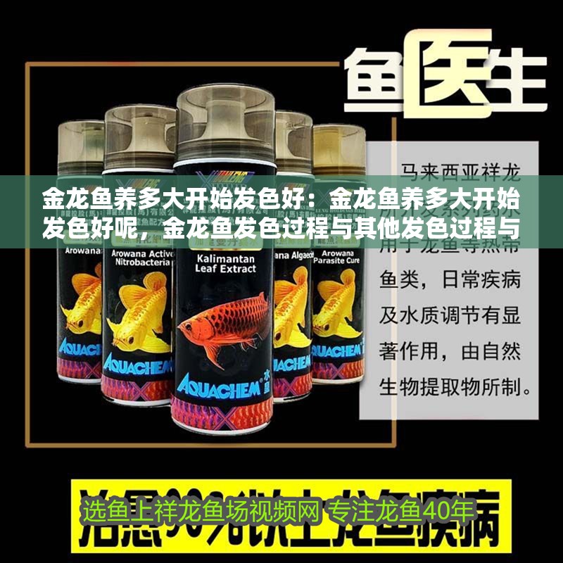 金龍魚養(yǎng)多大開始發(fā)色好：金龍魚養(yǎng)多大開始發(fā)色好呢，金龍魚發(fā)色過程與其他發(fā)色過程與其他發(fā)色過程與其他發(fā)色相關