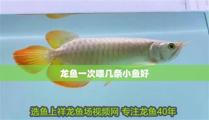 龍魚一次喂幾條小魚好