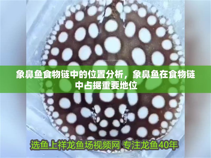 象鼻魚食物鏈中的位置分析，象鼻魚在食物鏈中占據重要地位