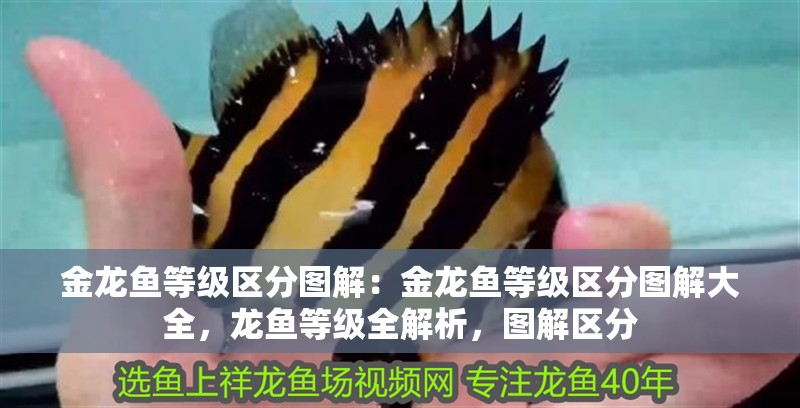 金龍魚等級區(qū)分圖解：金龍魚等級區(qū)分圖解大全，龍魚等級全解析，圖解區(qū)分