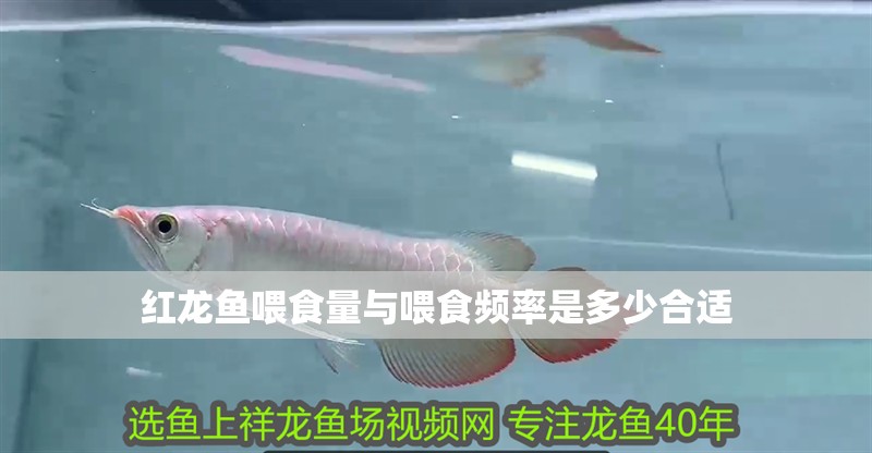 紅龍魚喂食量與喂食頻率是多少合適