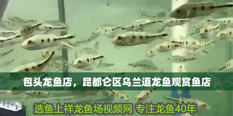 包頭龍魚店，昆都侖區(qū)烏蘭道龍魚觀賞魚店