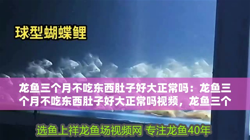 龍魚三個月不吃東西肚子好大正常嗎：龍魚三個月不吃東西肚子好大正常嗎視頻，龍魚三個月拒食且腹部膨大是否正常？附相關視頻
