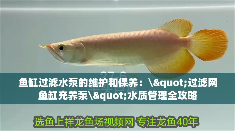 魚缸過濾水泵的維護和保養(yǎng)：\"過濾網(wǎng)魚缸充養(yǎng)泵\"水質(zhì)管理全攻略