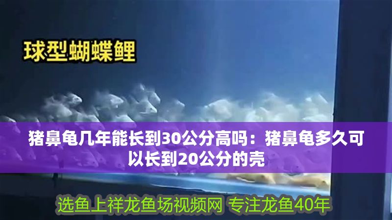 豬鼻龜幾年能長到30公分高嗎：豬鼻龜多久可以長到20公分的殼