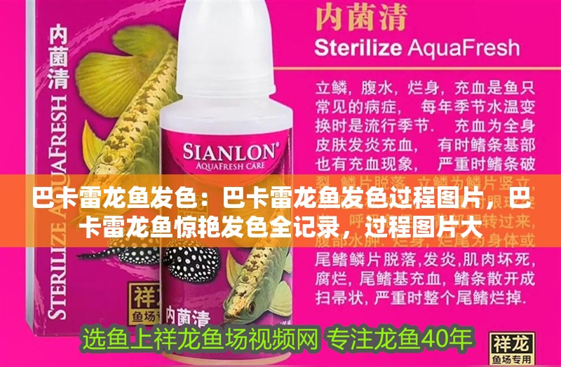 巴卡雷龍魚發(fā)色：巴卡雷龍魚發(fā)色過程圖片，巴卡雷龍魚驚艷發(fā)色全記錄，過程圖片大