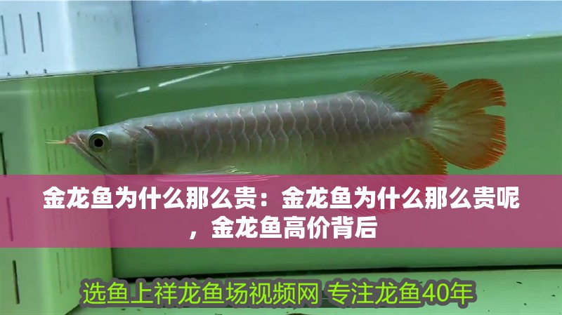 金龍魚為什么那么貴：金龍魚為什么那么貴呢，金龍魚高價背后