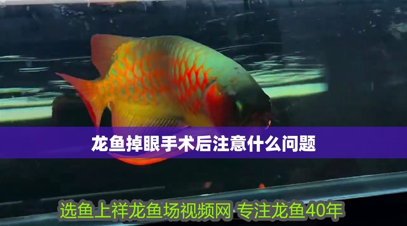 龍魚掉眼手術(shù)后注意什么問題