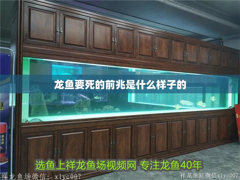 龍魚要死的前兆是什么樣子的