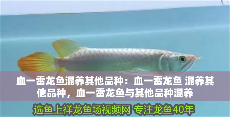 血一雷龍魚混養(yǎng)其他品種：血一雷龍魚 混養(yǎng)其他品種，血一雷龍魚與其他品種混養(yǎng)