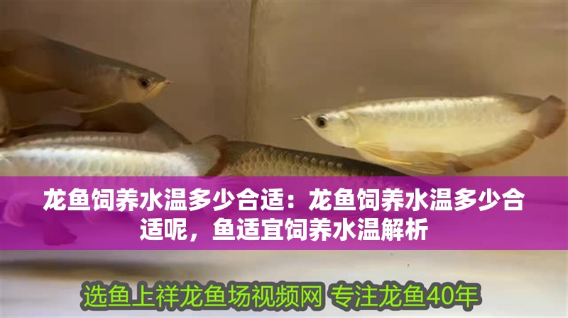 龍魚飼養水溫多少合適：龍魚飼養水溫多少合適呢，魚適宜飼養水溫解析