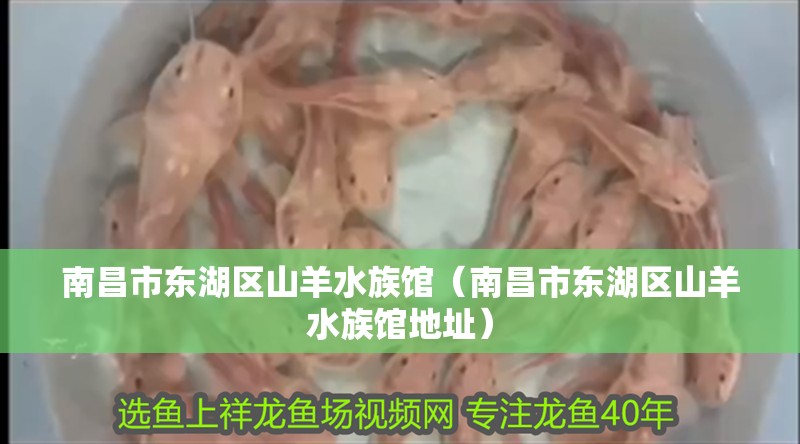 南昌市東湖區(qū)山羊水族館（南昌市東湖區(qū)山羊水族館地址）