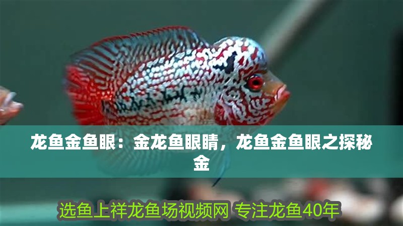 龍魚金魚眼：金龍魚眼睛，龍魚金魚眼之探秘金