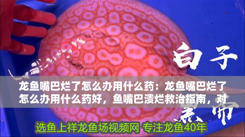 龍魚嘴巴爛了怎么辦用什么藥：龍魚嘴巴爛了怎么辦用什么藥好，魚嘴巴潰爛救治指南，對癥用藥