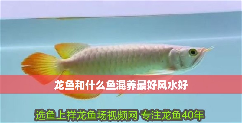 龍魚和什么魚混養最好風水好