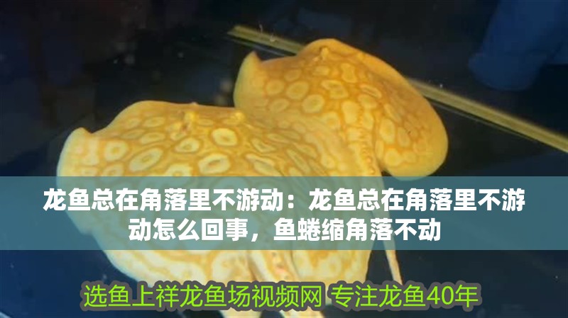 龍魚總在角落里不游動：龍魚總在角落里不游動怎么回事，魚蜷縮角落不動