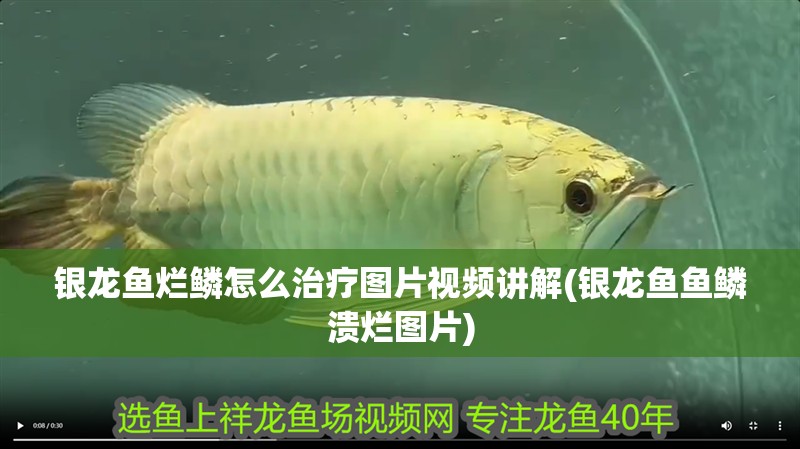 銀龍魚爛鱗怎么治療圖片視頻講解(銀龍魚魚鱗潰爛圖片)