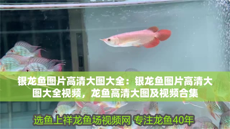 銀龍魚圖片高清大圖大全：銀龍魚圖片高清大圖大全視頻，龍魚高清大圖及視頻合集