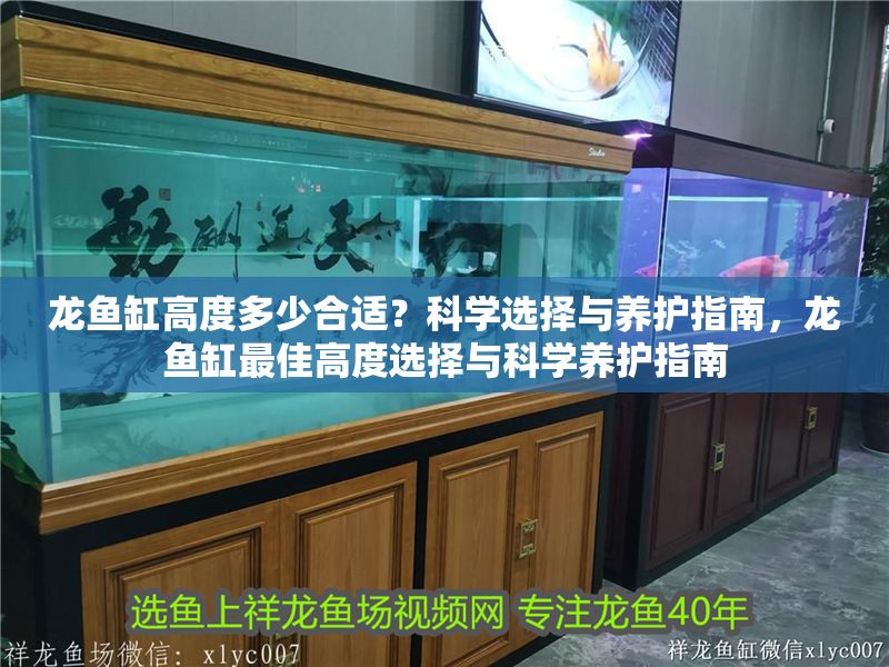 龍魚(yú)缸高度多少合適？科學(xué)選擇與養(yǎng)護(hù)指南，龍魚(yú)缸最佳高度選擇與科學(xué)養(yǎng)護(hù)指南