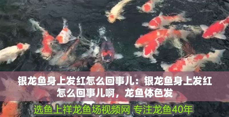 銀龍魚身上發(fā)紅怎么回事兒：銀龍魚身上發(fā)紅怎么回事兒啊，龍魚體色發(fā)