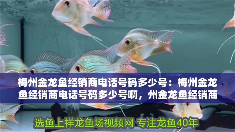 梅州金龍魚經銷商電話號碼多少號：梅州金龍魚經銷商電話號碼多少號啊，州金龍魚經銷商