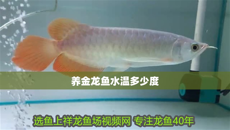 養(yǎng)金龍魚(yú)水溫多少度