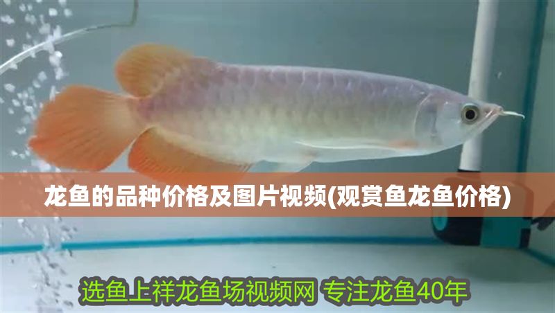 龍魚的品種價格及圖片視頻(觀賞魚龍魚價格)