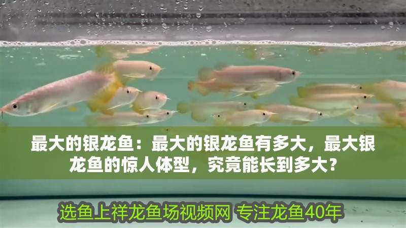最大的銀龍魚：最大的銀龍魚有多大，最大銀龍魚的驚人體型，究竟能長到多大？