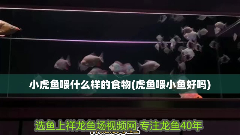 小虎魚喂什么樣的食物(虎魚喂小魚好嗎)