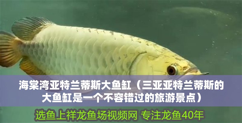 海棠灣亞特蘭蒂斯大魚缸（三亞亞特蘭蒂斯的大魚缸是一個不容錯過的旅游景點）
