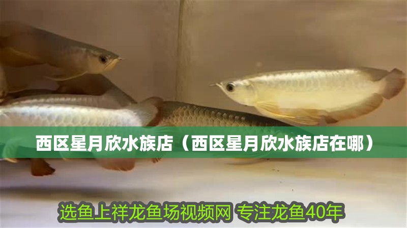 西區星月欣水族店（西區星月欣水族店在哪）