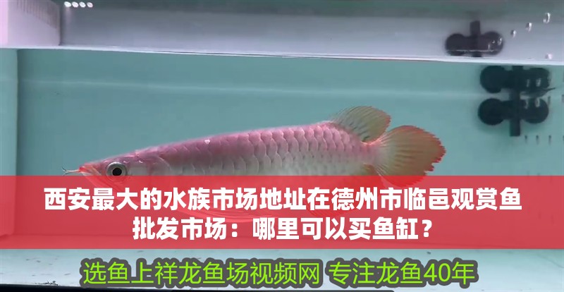 西安最大的水族市場地址在德州市臨邑觀賞魚批發市場：哪里可以買魚缸？
