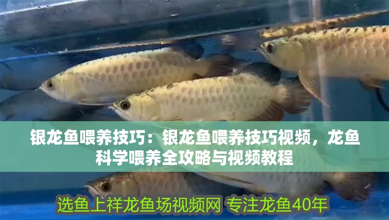 銀龍魚喂養(yǎng)技巧：銀龍魚喂養(yǎng)技巧視頻，龍魚科學喂養(yǎng)全攻略與視頻教程 銀龍魚喂養(yǎng)技巧：銀龍魚喂養(yǎng)技巧視頻，龍魚科學喂養(yǎng)全攻略與視頻教程 水族問答
