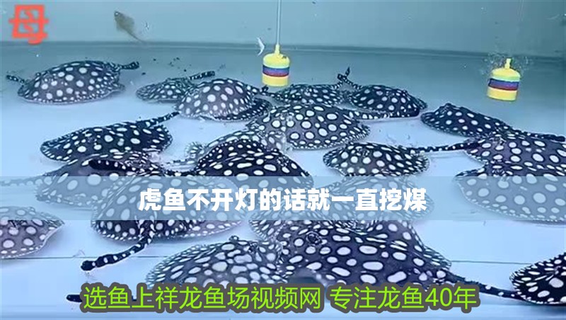 我的虎魚真菌感染了要怎么處理 虎魚不開燈的話就一直挖煤 虎魚百科 虎魚不開燈的話就一直挖煤 虎魚不開燈的話就一直挖煤 虎魚百科
