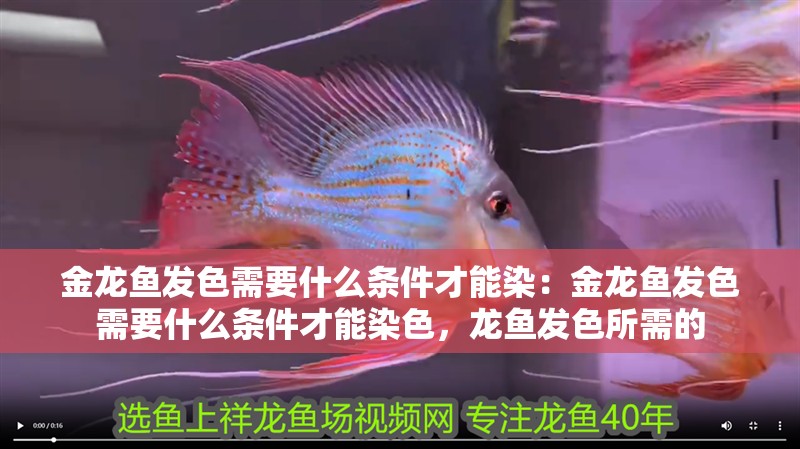 金龍魚發(fā)色需要什么條件才能染：金龍魚發(fā)色需要什么條件才能染色，龍魚發(fā)色所需的