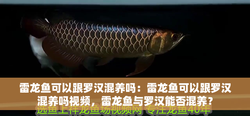 雷龍魚(yú)可以跟羅漢混養(yǎng)嗎：雷龍魚(yú)可以跟羅漢混養(yǎng)嗎視頻，雷龍魚(yú)與羅漢能否混養(yǎng)？