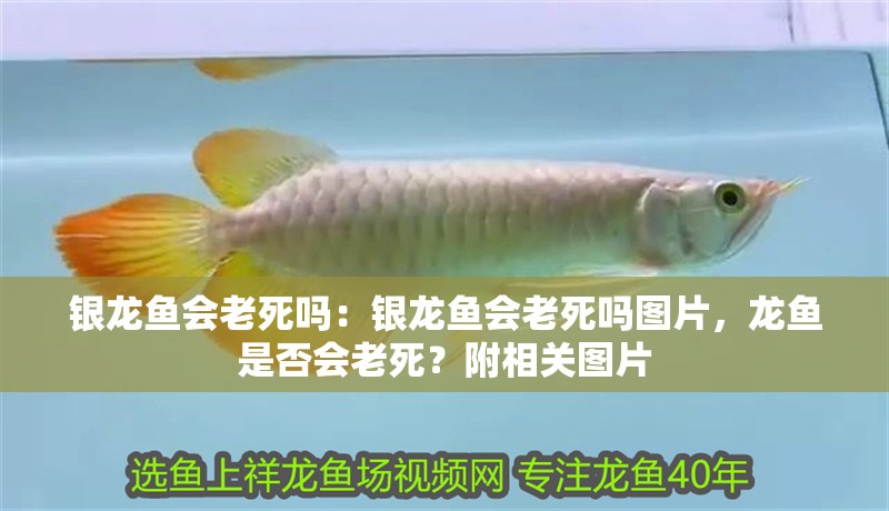 銀龍魚會老死嗎：銀龍魚會老死嗎圖片，龍魚是否會老死？附相關圖片